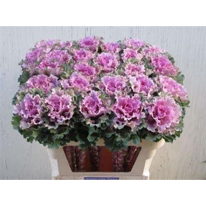 Brass Empire Bogdana