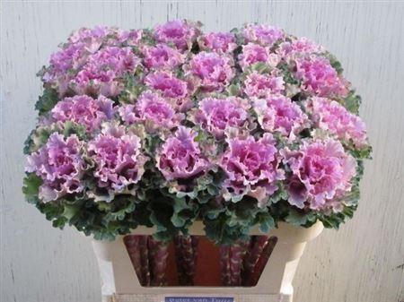 <h4>Brass Empire Bogdana</h4>