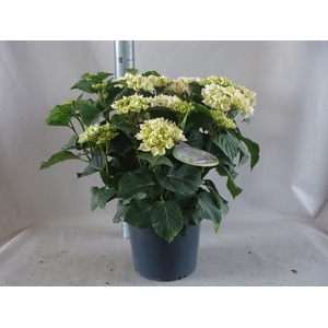 Hydrangea mac.   ...