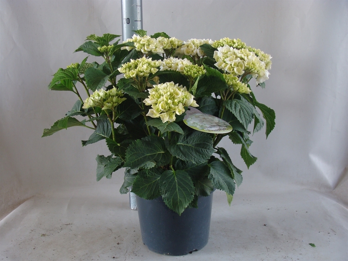 <h4>Hydrangea mac.   ...</h4>