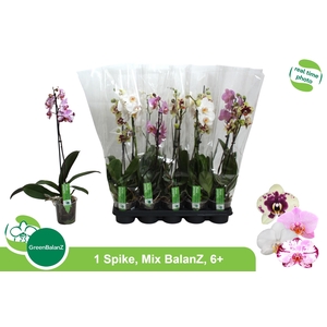 PHAL GEM