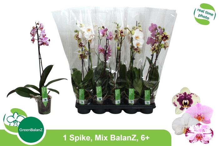 <h4>PHAL GEM</h4>