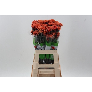 Di St Tinted The Joker