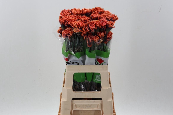 <h4>Di St Tinted The Joker</h4>