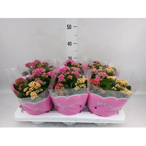 Kalanchoe blos.   ..rosebud mix/pot