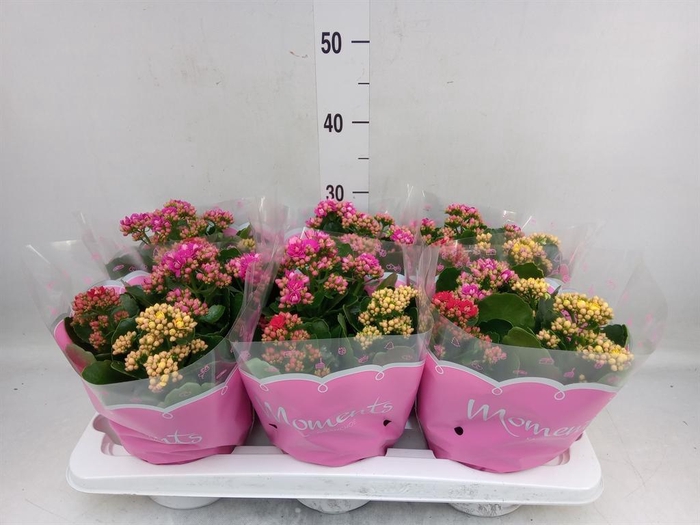 <h4>Kalanchoe blos.   ..rosebud mix/pot</h4>