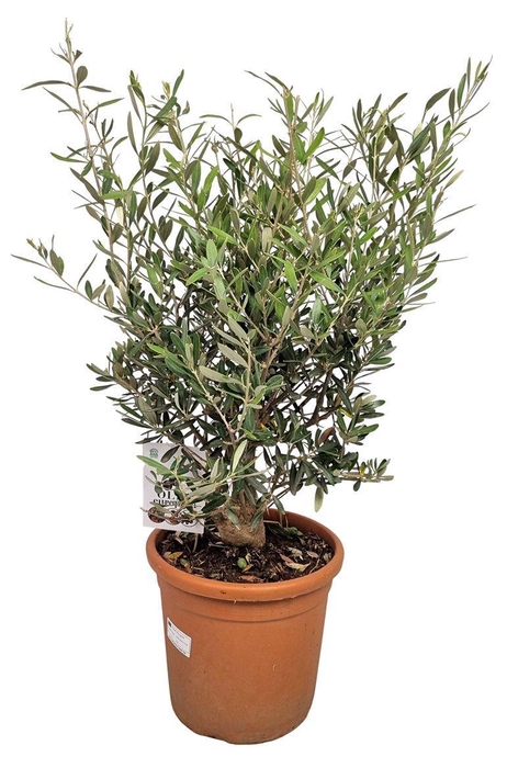 <h4>Olea Europaea Bush</h4>