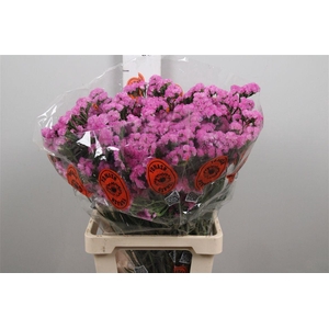 Lim S Taff Sun Birds