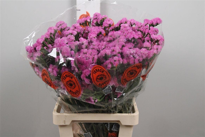 <h4>Lim S Taff Sun Birds</h4>