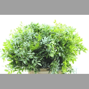 Pistache 40 Cm Select