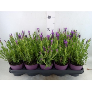 Lavandula stoec. 'Anouk'