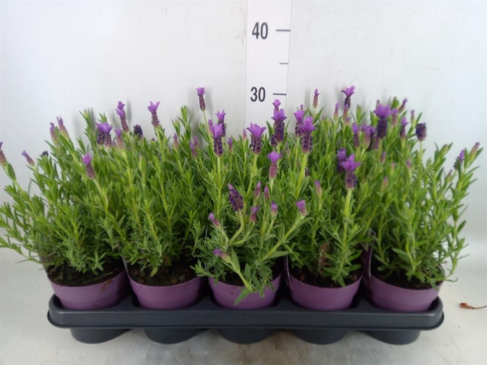 <h4>Lavandula stoec. 'Anouk'</h4>