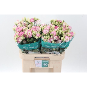 Eus G Croma Brid Kis