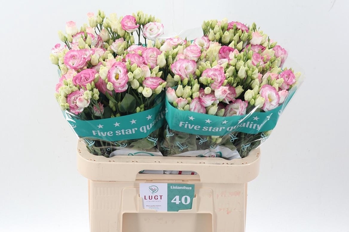 <h4>Eus G Croma Brid Kis</h4>