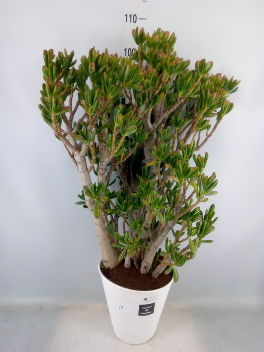 <h4>Crassula ovata 'Gollum'</h4>