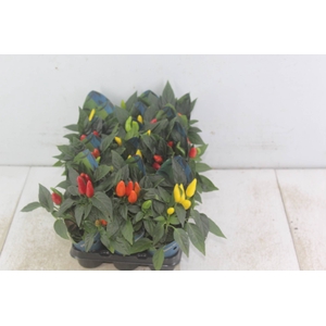 PIMENTA P06