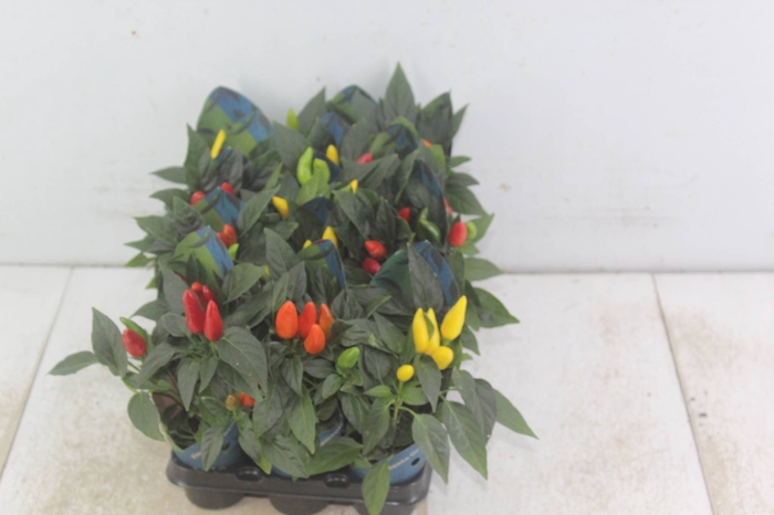 <h4>PIMENTA P06</h4>