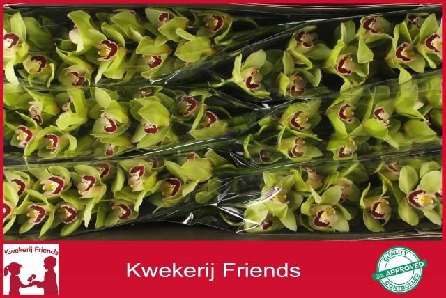 <h4>CYMB T MACHTELD</h4>