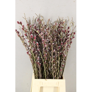 SALIX RED PASSION 060CM