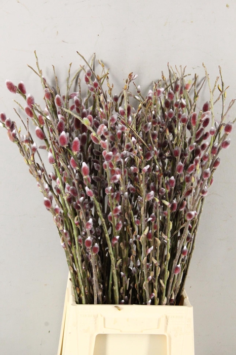 SALIX RED PASSION 060CM