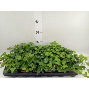 Hedera helix 'Wonder'
