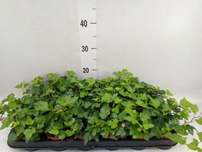 <h4>Hedera helix 'Wonder'</h4>