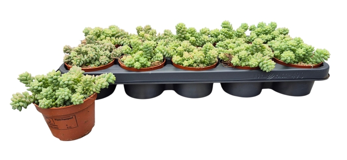 <h4>SEDUM BURRITO</h4>