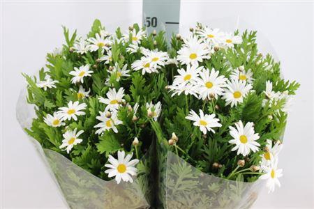 <h4>Margriet White (25)</h4>