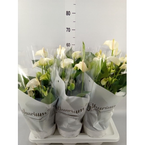 Anthurium andr. 'White Champion'