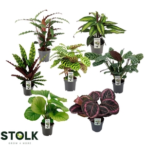 Calathea 4/5 soorten mix