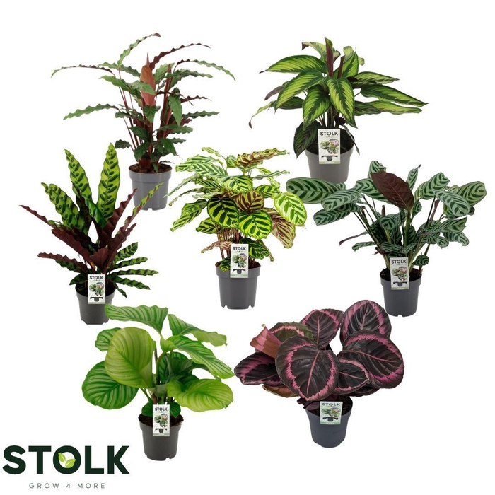 <h4>Calathea 14cm 4/5 soorten mix</h4>