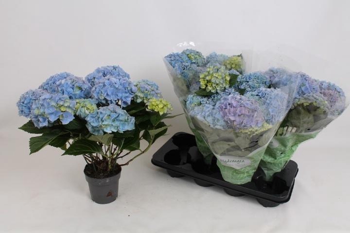 <h4>HYDR M HI RIVER</h4>