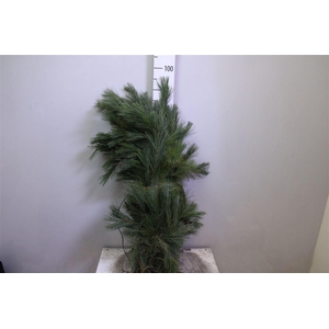 Pinus Strobus Per Bos