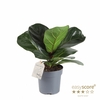 FICUS LYRATA P11