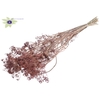Anethum (dille) dried 10st per bunch Frosted Pink