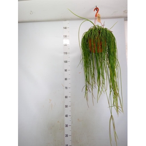 Rhipsalis floccosa