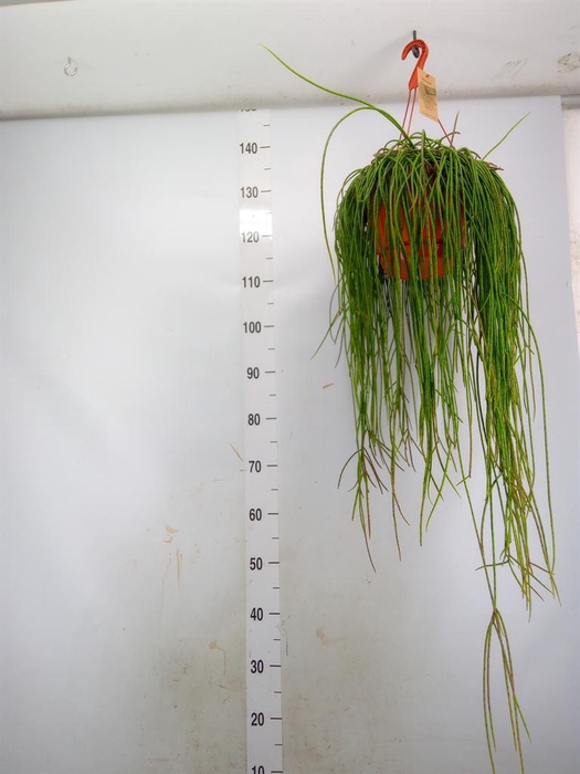 <h4>Rhipsalis floccosa</h4>