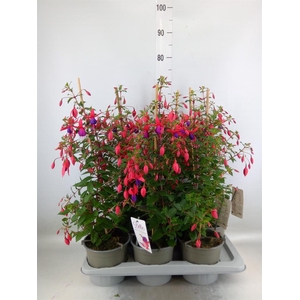 Fuchsia  'Bella Fuchsia Evita'
