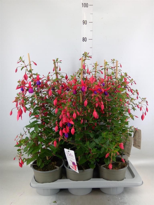 <h4>Fuchsia  'Bella Fuchsia Evita'</h4>