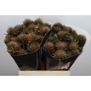 Snijgroen Eryn A Ov Klb H