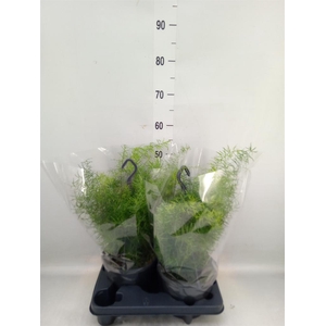 Asparagus dens. 'Sprengeri'