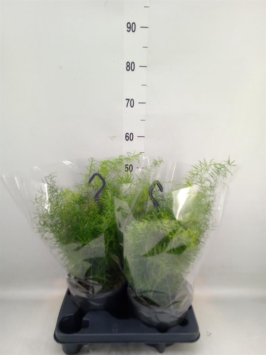 <h4>Asparagus dens. 'Sprengeri'</h4>