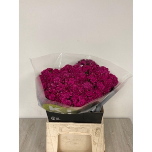 DI BARB KIWI FUCHSIA