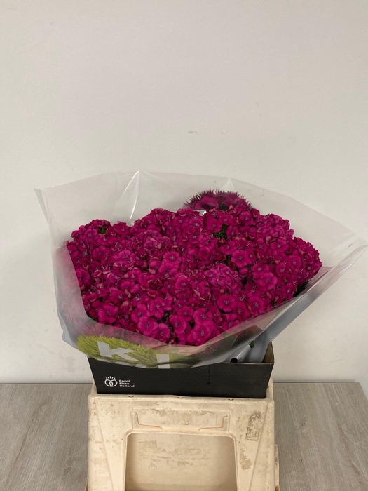 <h4>DI BARB KIWI FUCHSIA</h4>