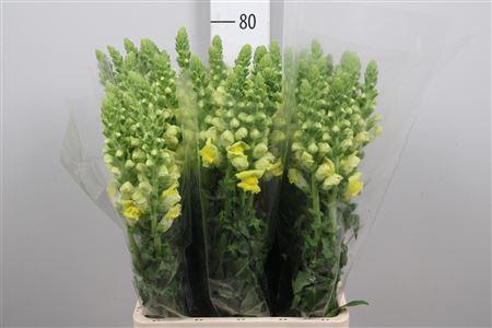 <h4>Antir Poto Yellow</h4>