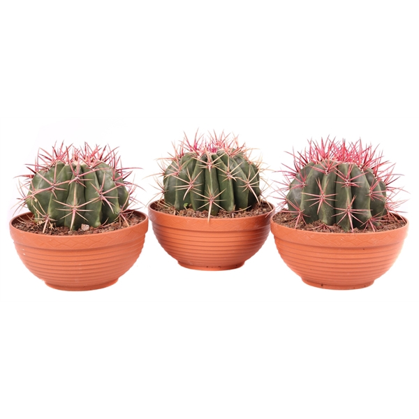 <h4>Ferocactus stanesii 23 cm in plastic schaal</h4>