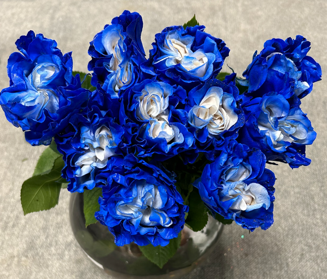 Rosa Ec Blue Frost