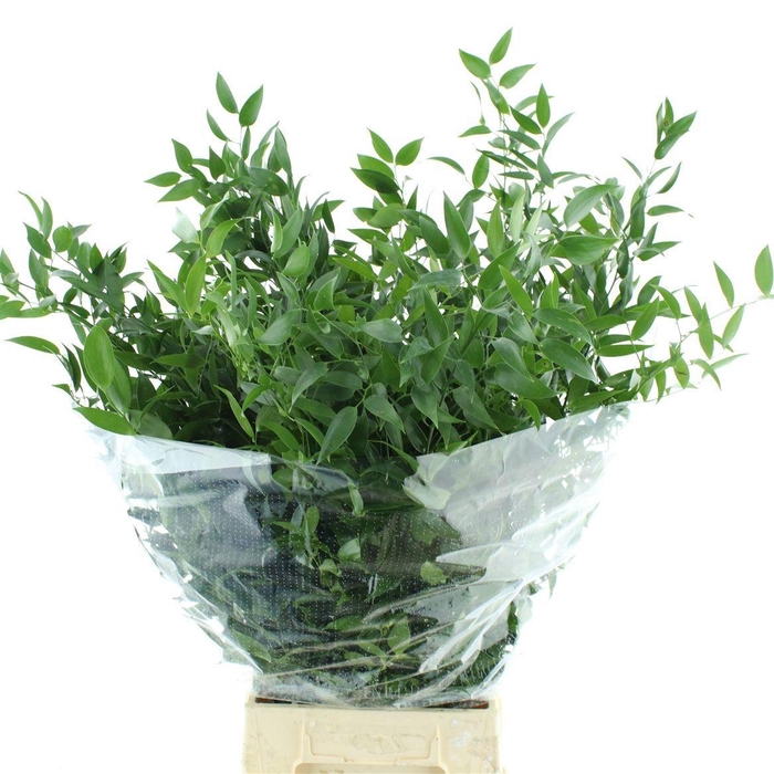 <h4>DANAE RACEMOSA PB</h4>