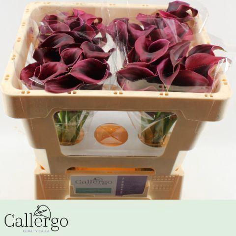 <h4>CALLA RUDOLPH ZANT RUDOLPH</h4>