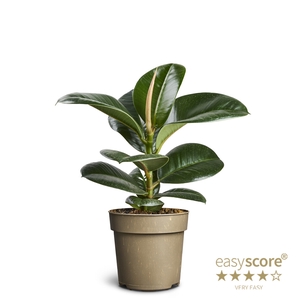 FICUS ELASTICA P11 SOFIA
